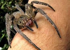 عنکبوت برزیلی